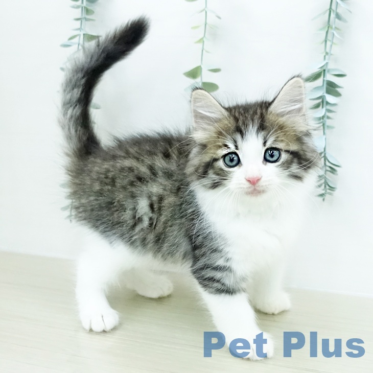 ノルウェージャンフォレストキャット