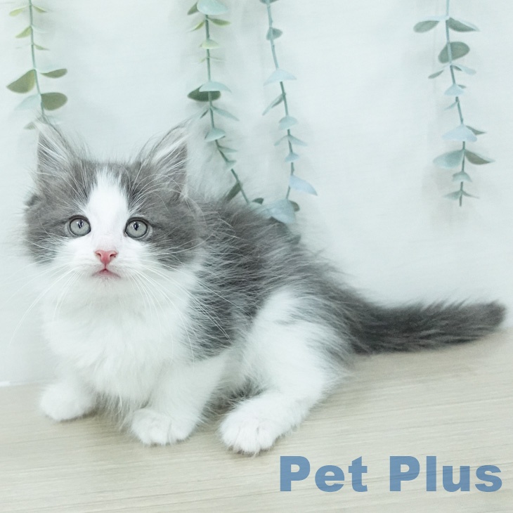 ノルウェージャンフォレストキャット