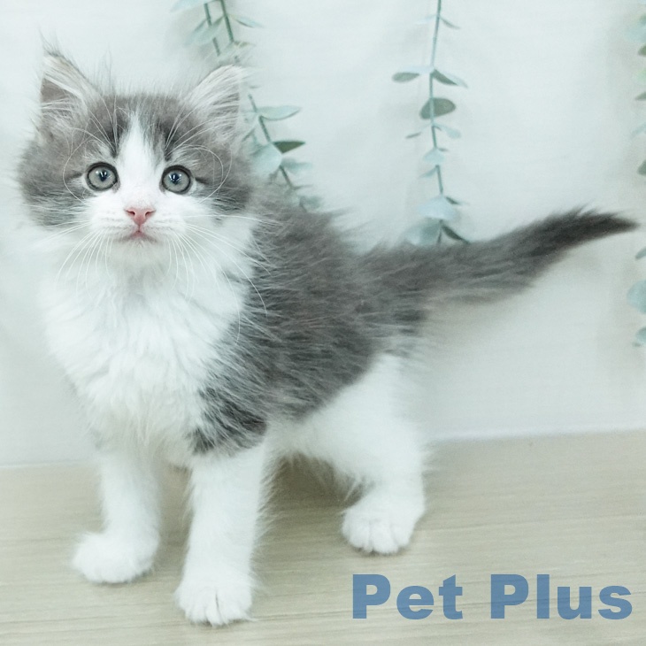 ノルウェージャンフォレストキャットの写真2