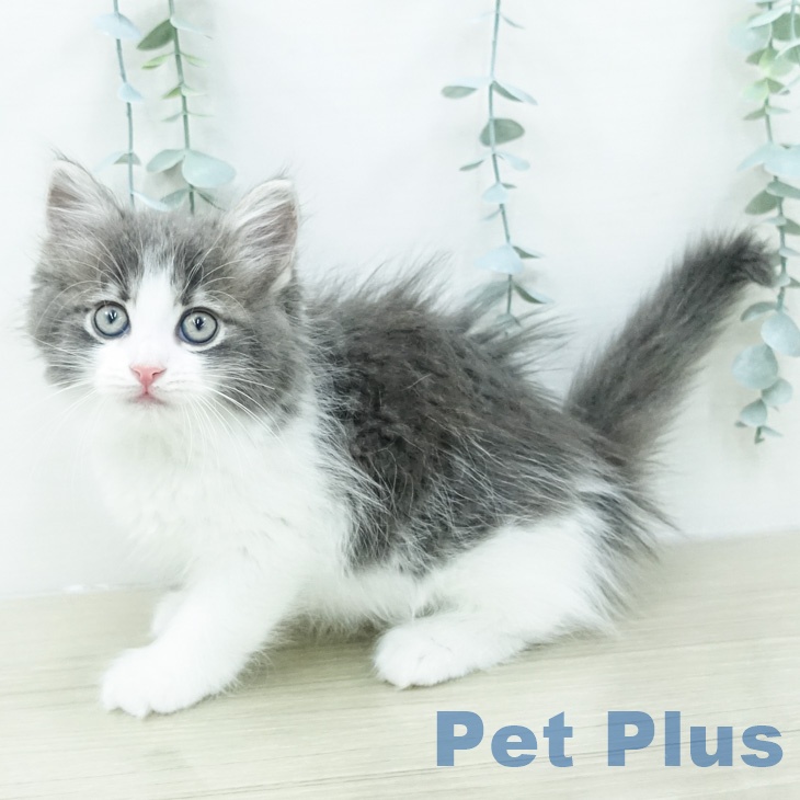 ノルウェージャンフォレストキャット