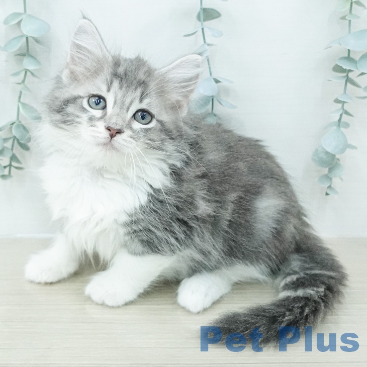 ノルウェージャンフォレストキャット