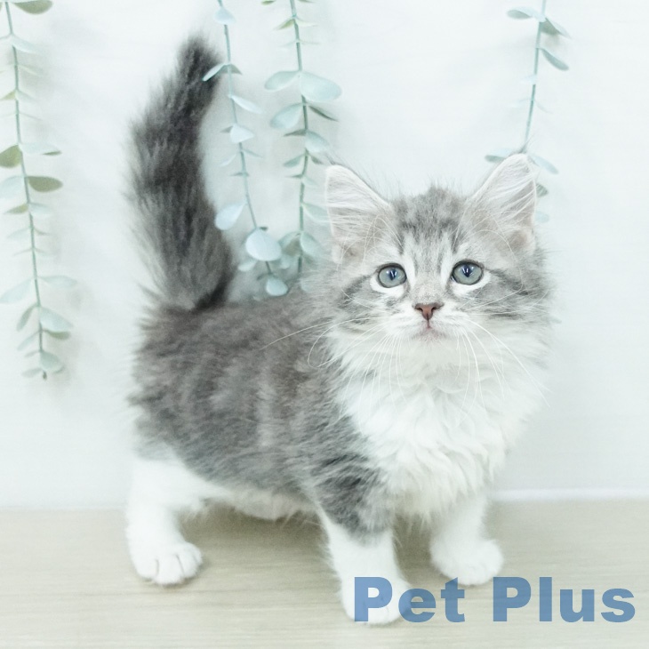 ノルウェージャンフォレストキャット