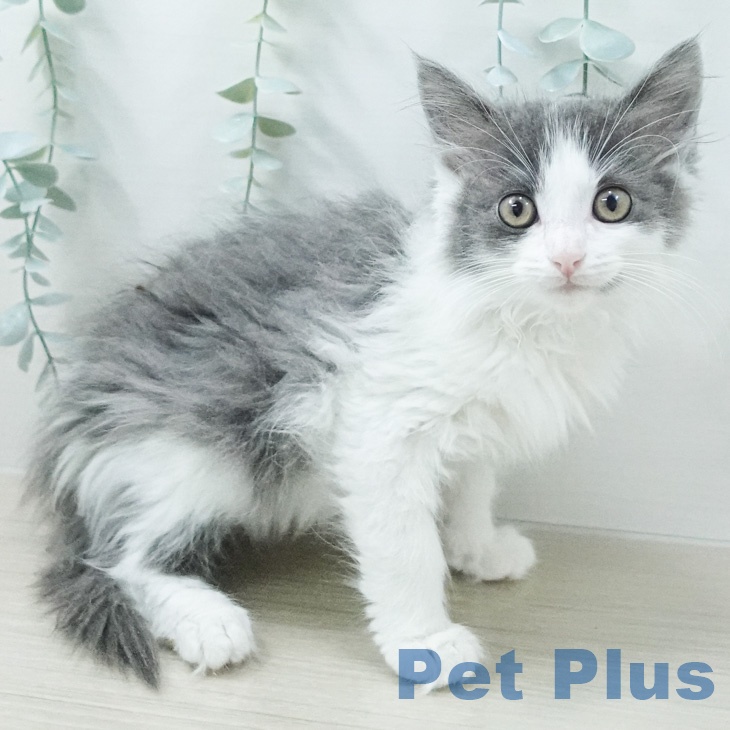 ノルウェージャンフォレストキャット