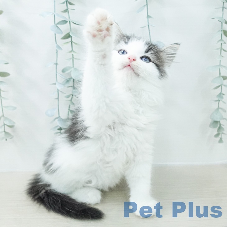 ノルウェージャンフォレストキャット