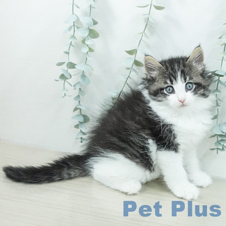 ノルウェージャンフォレストキャット