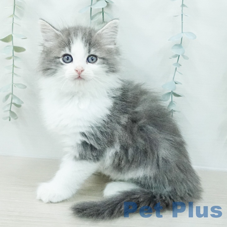 ノルウェージャンフォレストキャット