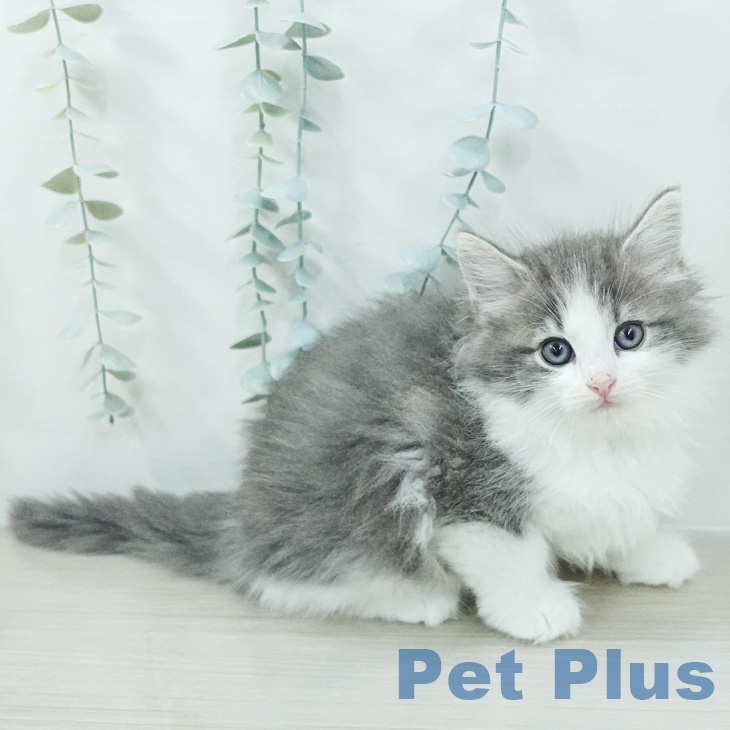 ノルウェージャンフォレストキャット