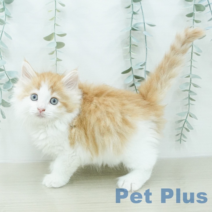 ノルウェージャンフォレストキャット