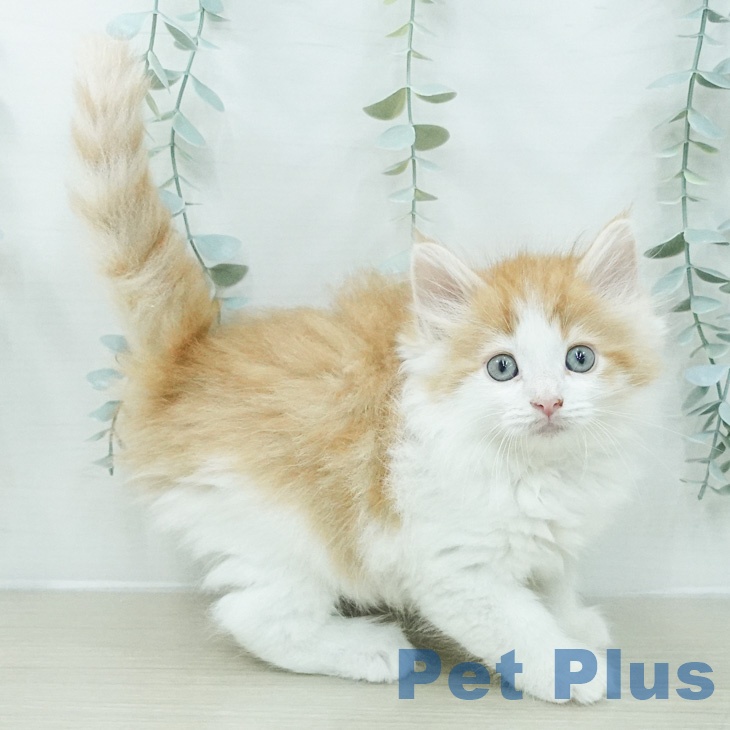 ノルウェージャンフォレストキャット