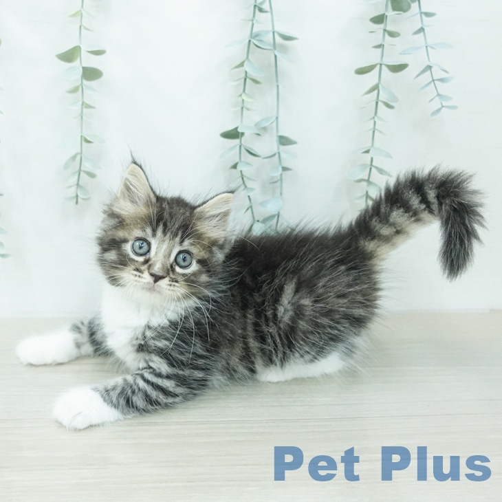 ノルウェージャンフォレストキャット