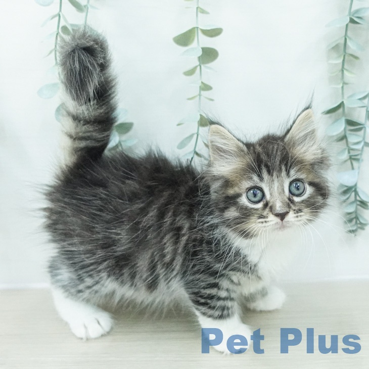 ノルウェージャンフォレストキャット