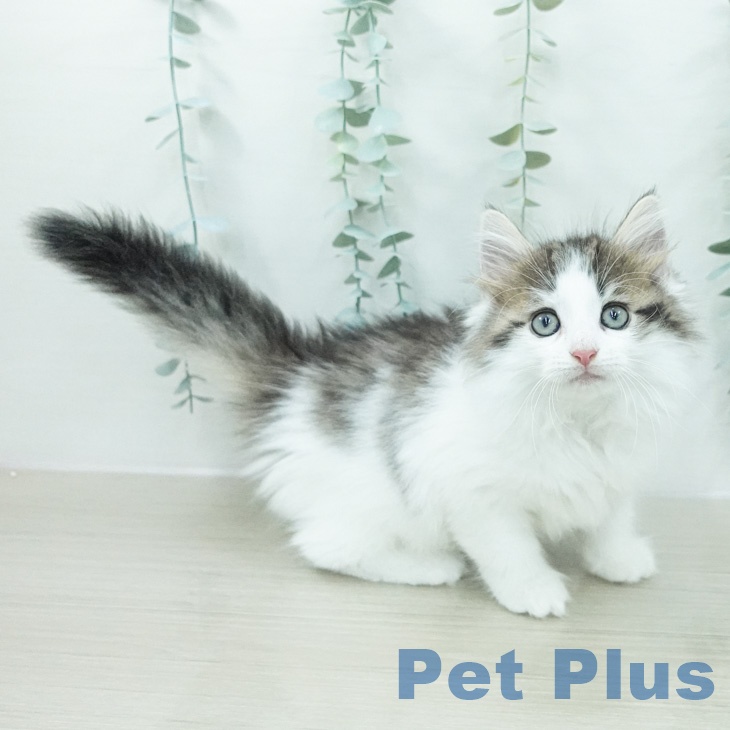 ノルウェージャンフォレストキャット