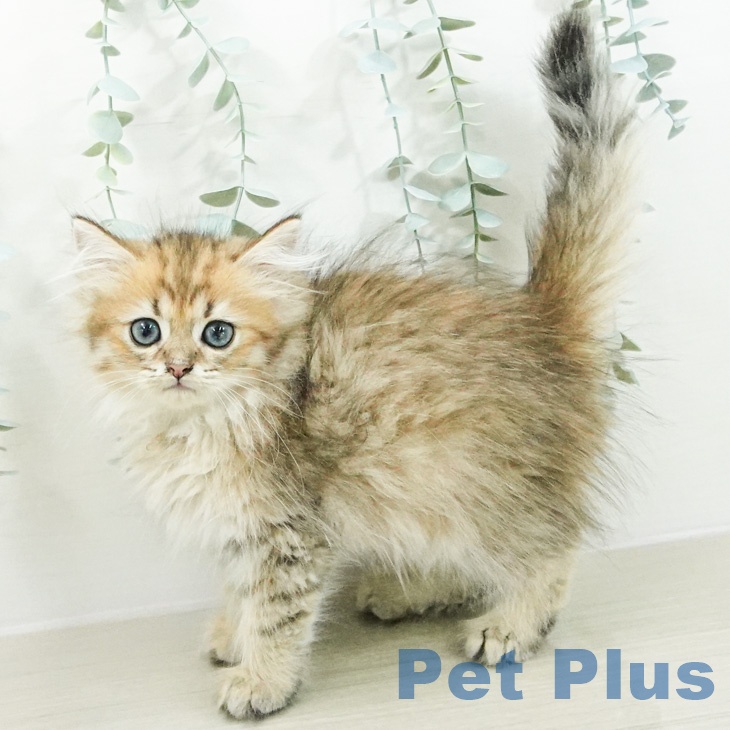 福島県のペルシャ (ペットプラス 福島店/2026年6月30日生まれ/男の子/チンチラゴールデン)の子猫の2枚目の画像