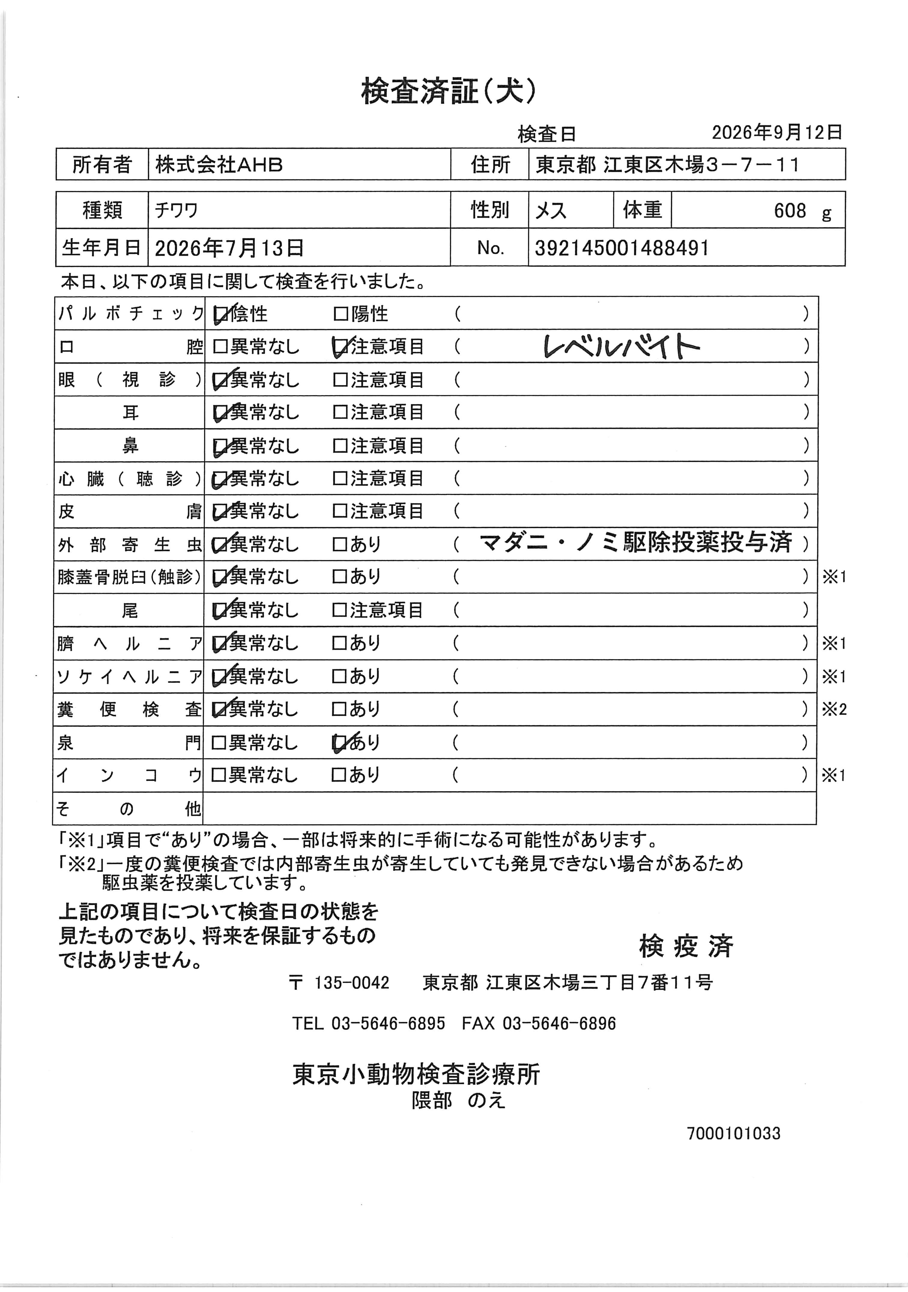 チワワ