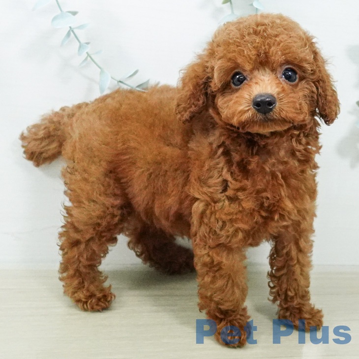 埼玉県のトイプードル(トイ) (ペットプラス 羽生店/2026年7月16日生まれ/男の子/レッド)の子犬の1枚目の画像