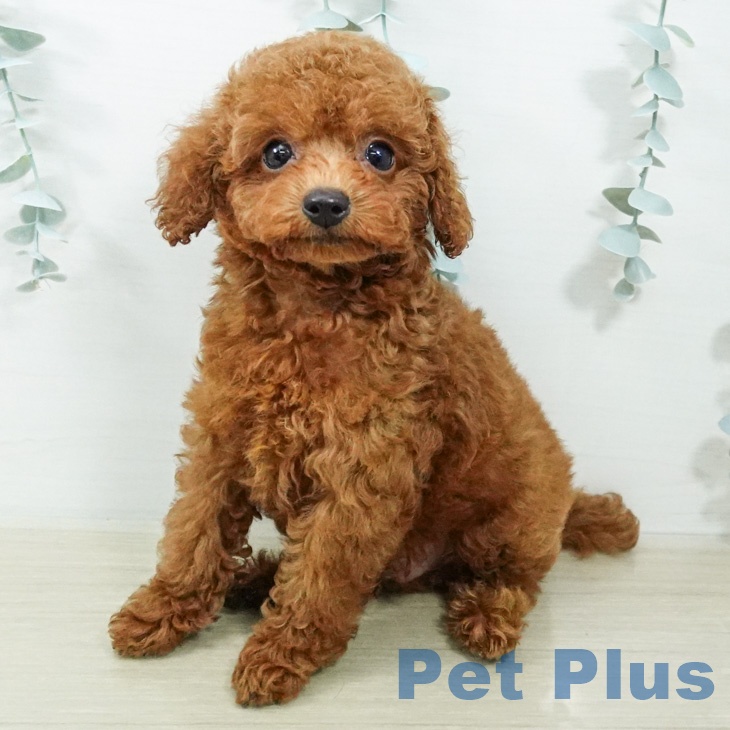 埼玉県のトイプードル(トイ) (ペットプラス 羽生店/2026年7月16日生まれ/男の子/レッド)の子犬の2枚目の画像