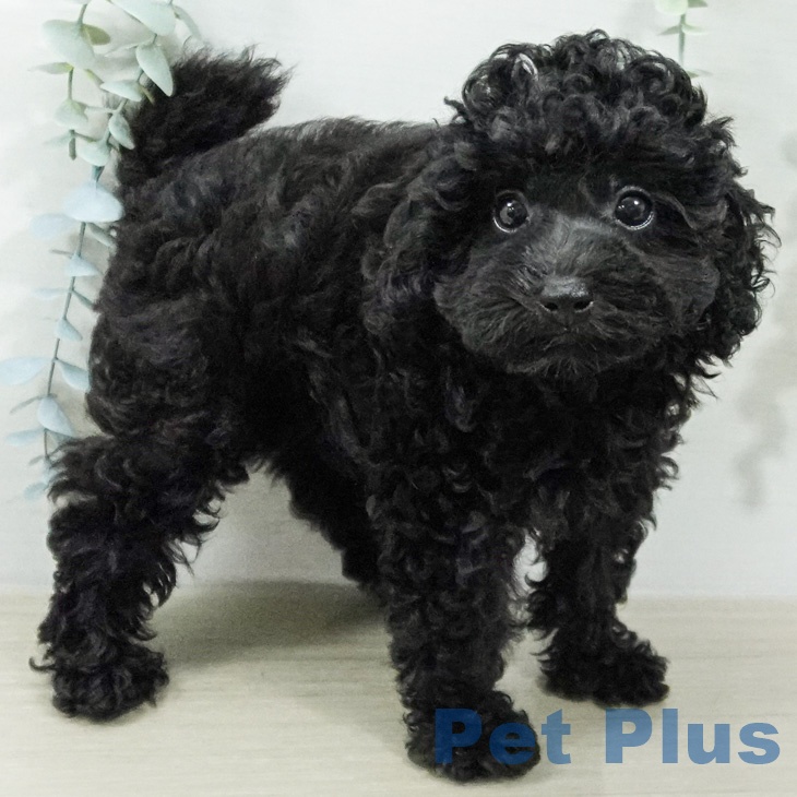 トイ・プードル
