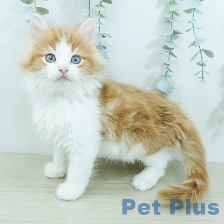 ノルウェージャンフォレストキャット