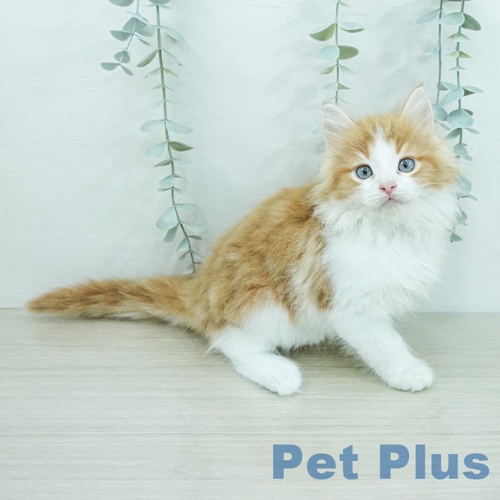 ノルウェージャンフォレストキャット