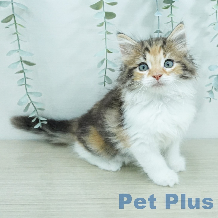 ノルウェージャンフォレストキャットの写真2