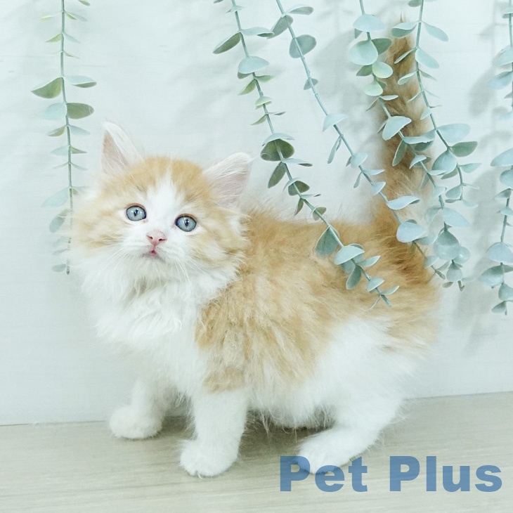ノルウェージャンフォレストキャット