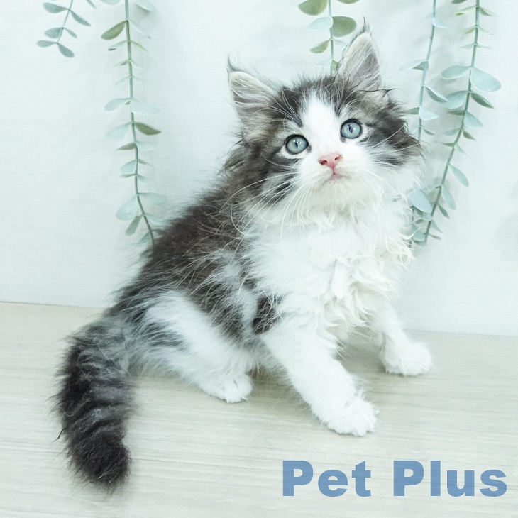 ノルウェージャンフォレストキャット