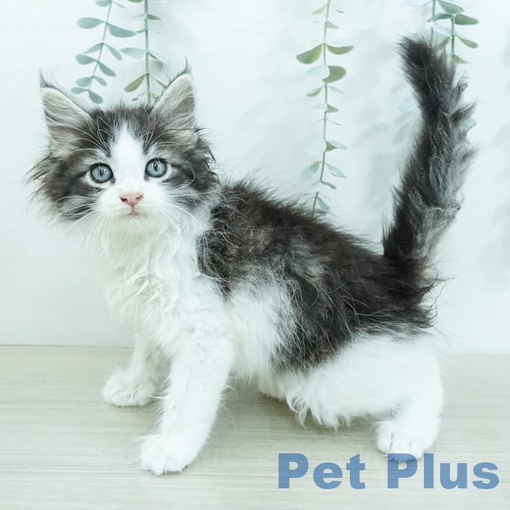ノルウェージャンフォレストキャットの写真2