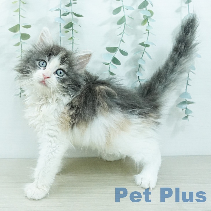 ノルウェージャンフォレストキャット