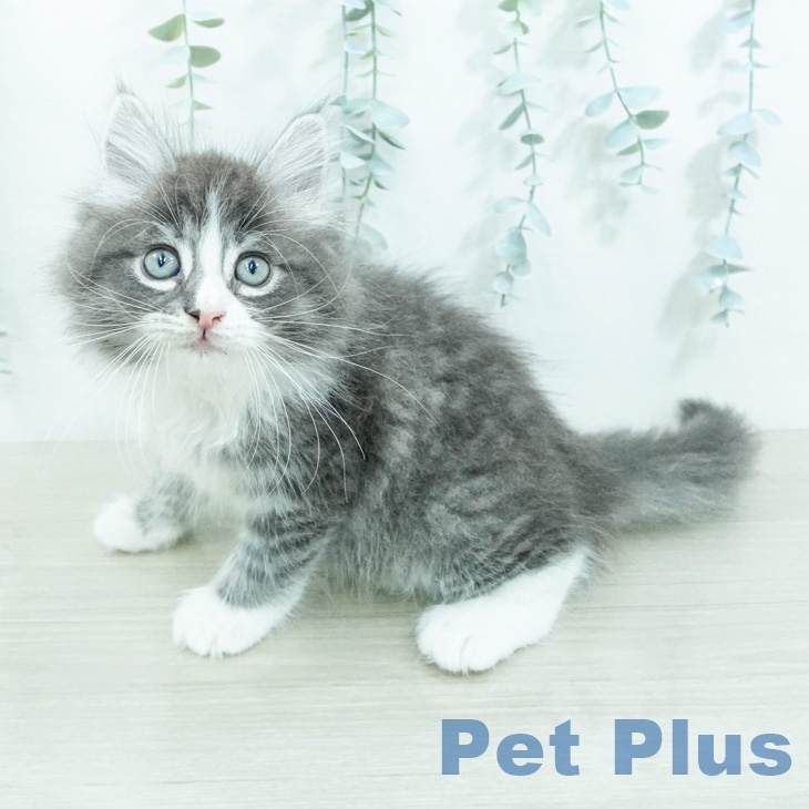 ノルウェージャンフォレストキャット