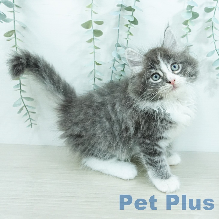 ノルウェージャンフォレストキャット