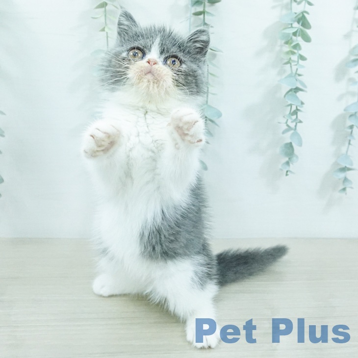 エキゾチック