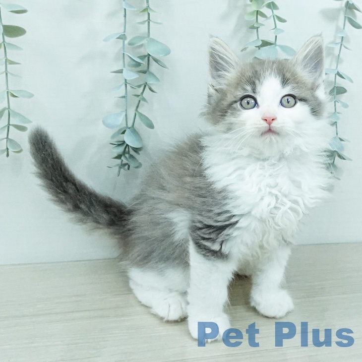 ノルウェージャンフォレストキャット
