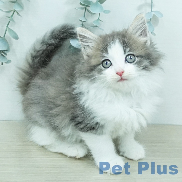 ノルウェージャンフォレストキャット