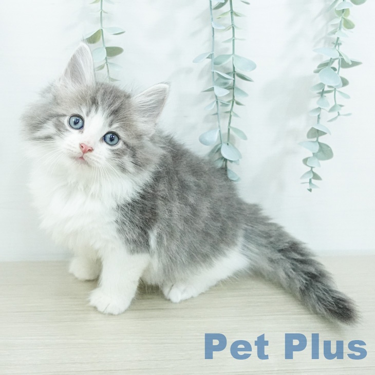 神奈川県のノルウェージャンフォレストキャット (ペットプラス モザイクモール港北店/2026年7月27日生まれ/男の子/ブルーマッカレルタビーホワイト)の子猫の1枚目の画像