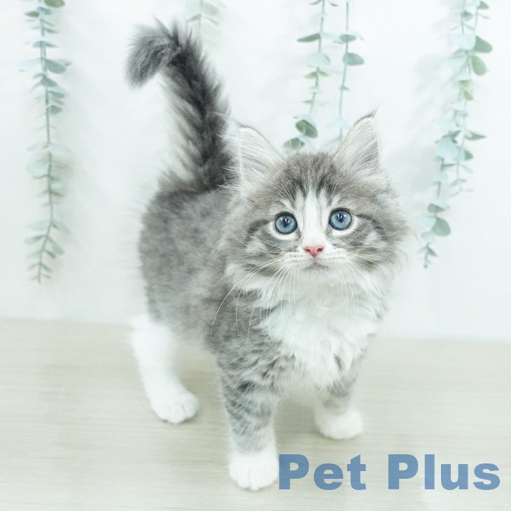 東京都のノルウェージャンフォレストキャット (ペットプラス 立川高島屋S.C.店/2026年7月27日生まれ/女の子/ブルーマッカレルタビーホワイト)の子猫の1枚目の画像