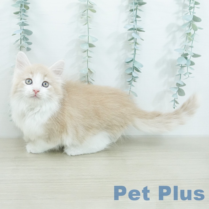 ノルウェージャンフォレストキャットの写真2
