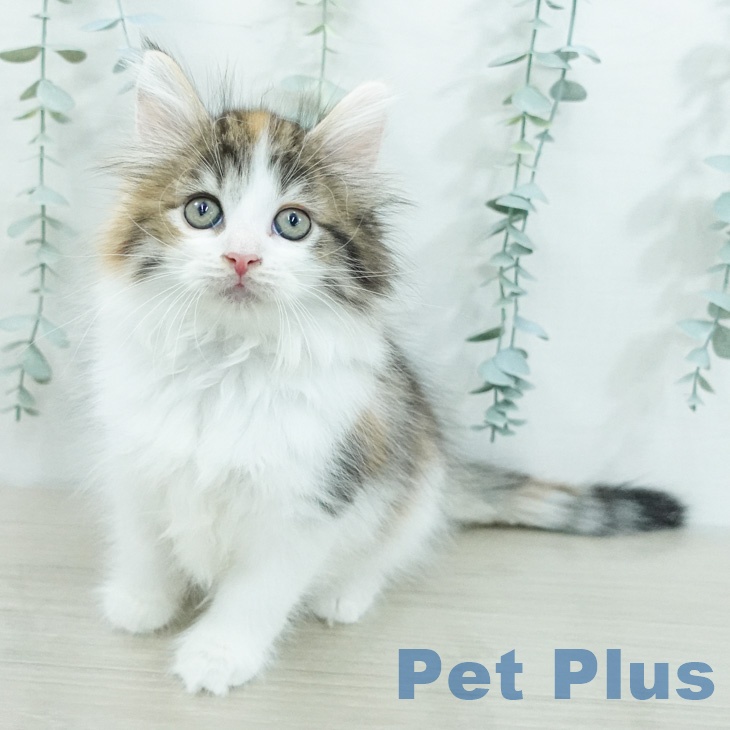 ノルウェージャンフォレストキャットの写真2