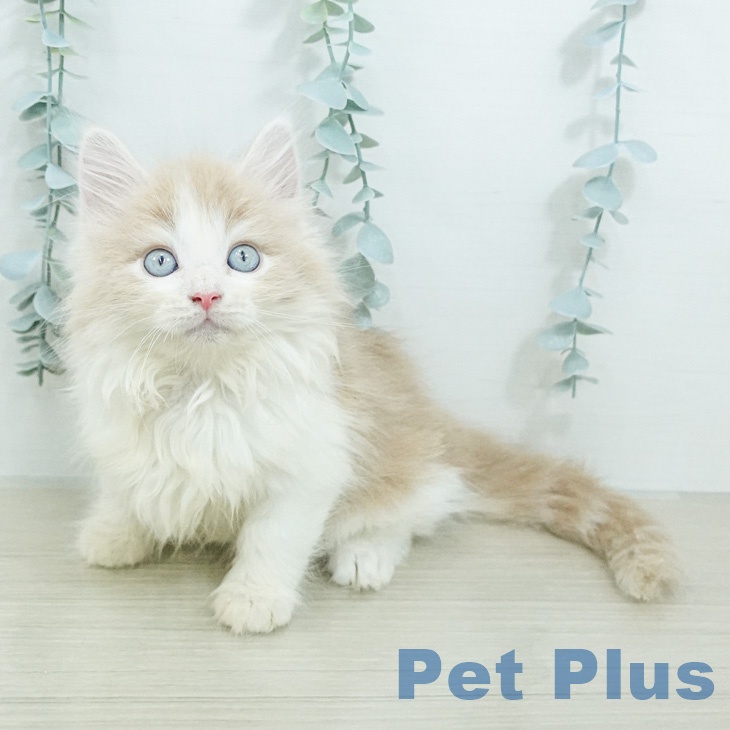 ノルウェージャンフォレストキャット
