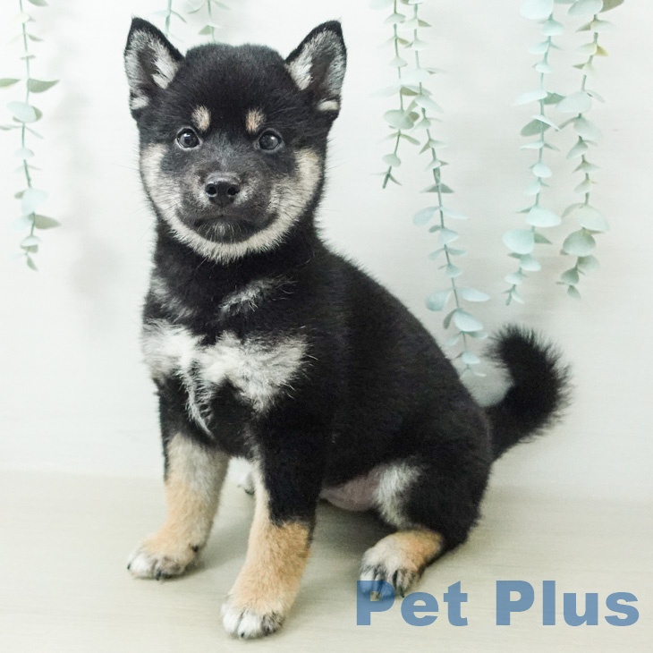 千葉県の柴犬(標準サイズ) (ペットプラス 船橋店/2026年8月2日生まれ/男の子/黒)の子犬の2枚目の画像