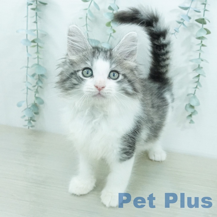 ノルウェージャンフォレストキャット