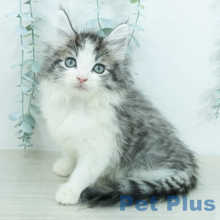 埼玉県のノルウェージャンフォレストキャット (ペットプラス 浦和美園店/2026年7月31日生まれ/男の子/シルバーマッカレルタビーホワイト)の子猫の1枚目の画像