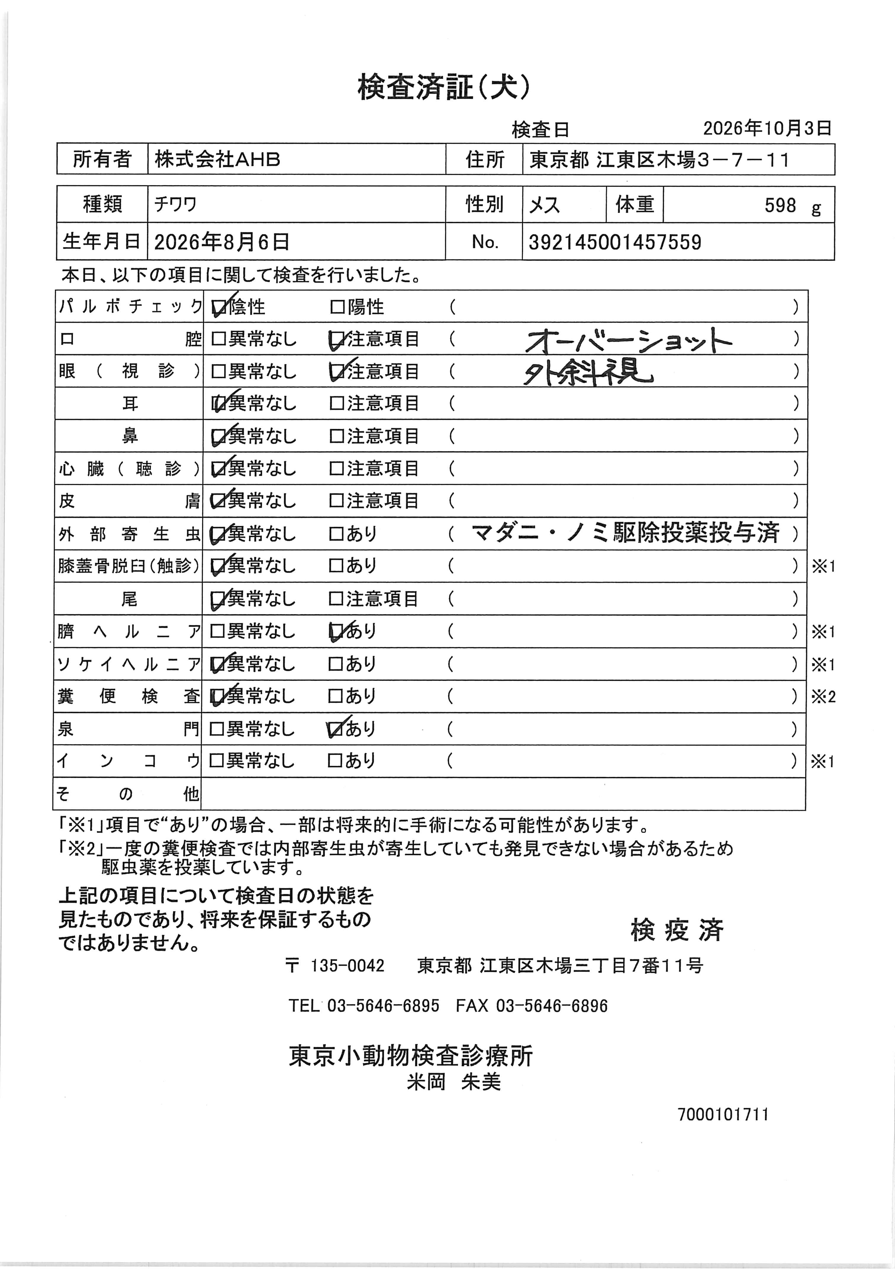 チワワ