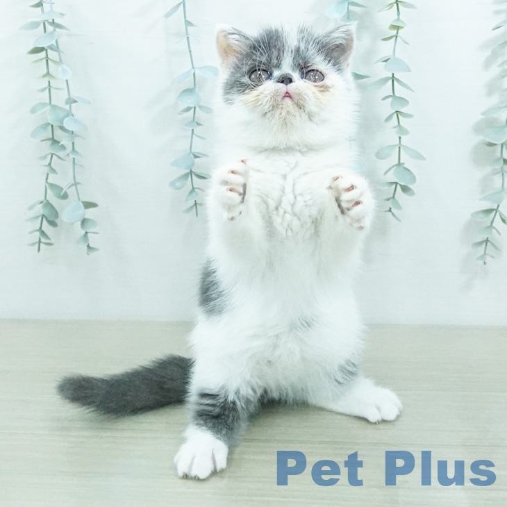 エキゾチック