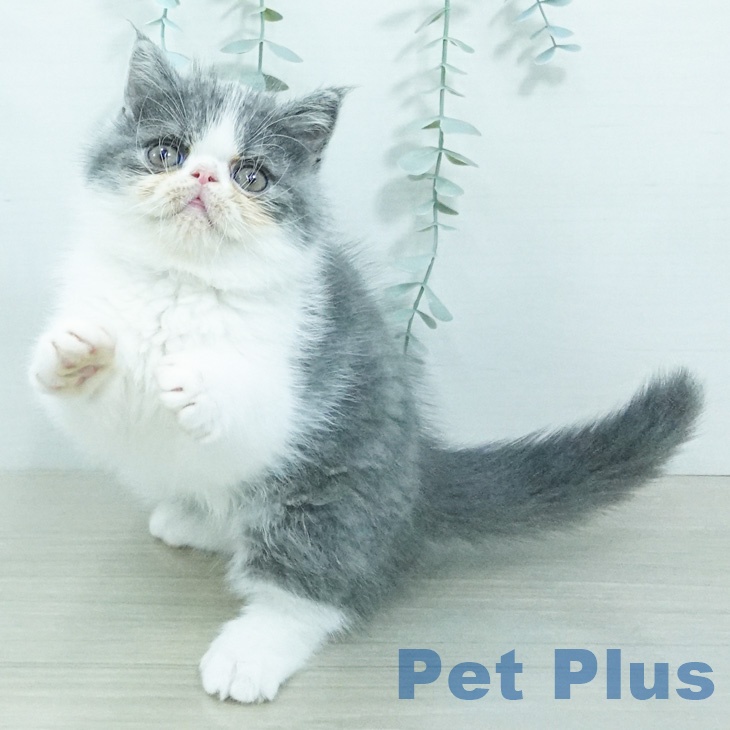 エキゾチック