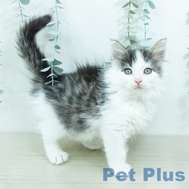 ノルウェージャンフォレストキャットの写真2