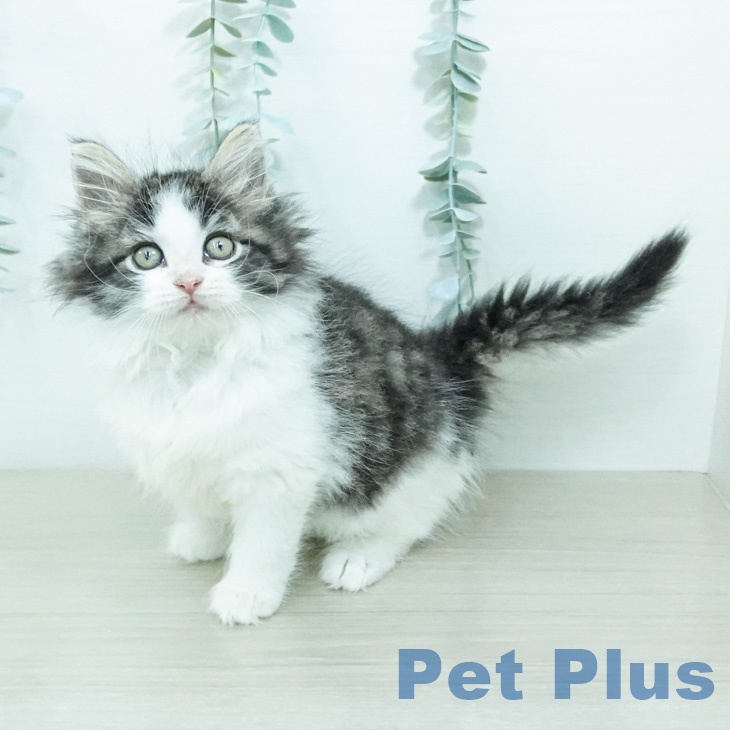 ノルウェージャンフォレストキャット