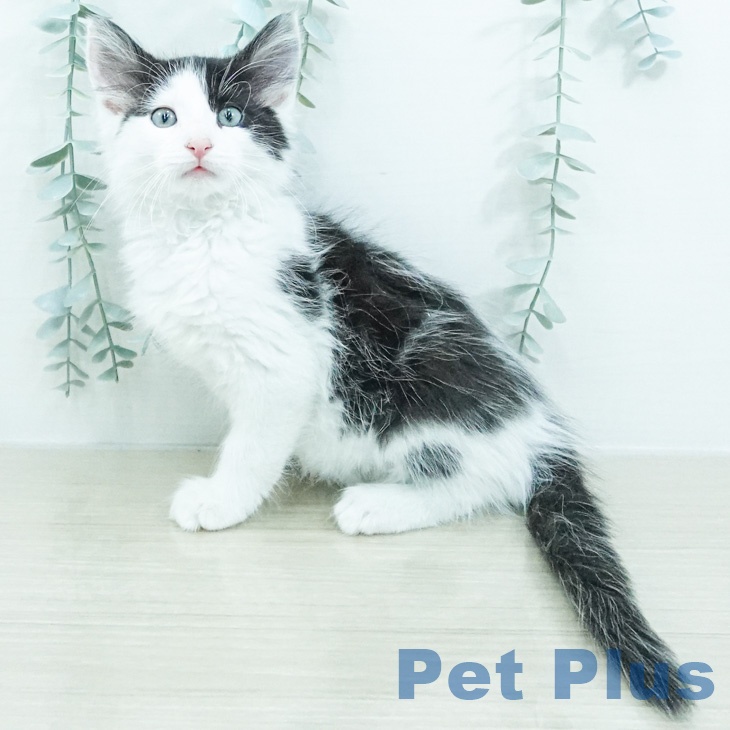ノルウェージャンフォレストキャット