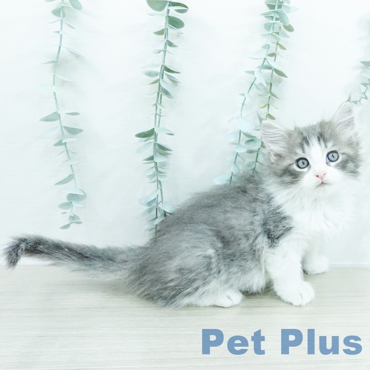 ノルウェージャンフォレストキャットの写真2