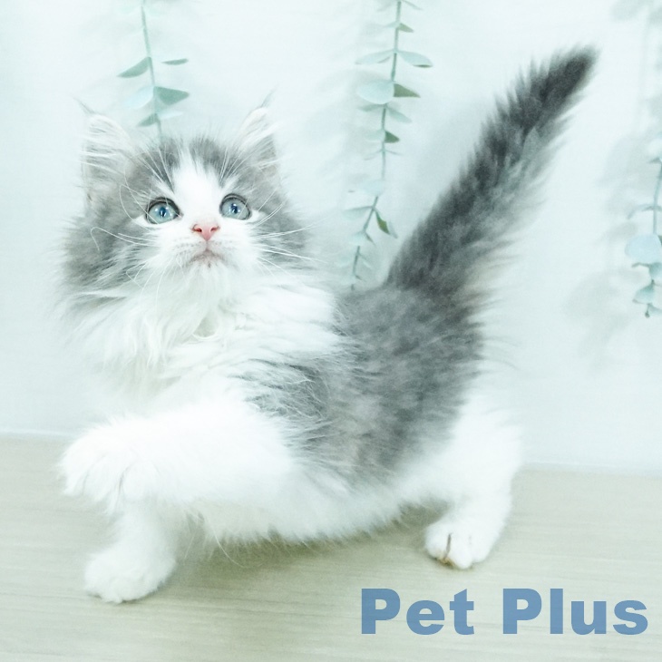 ノルウェージャンフォレストキャット