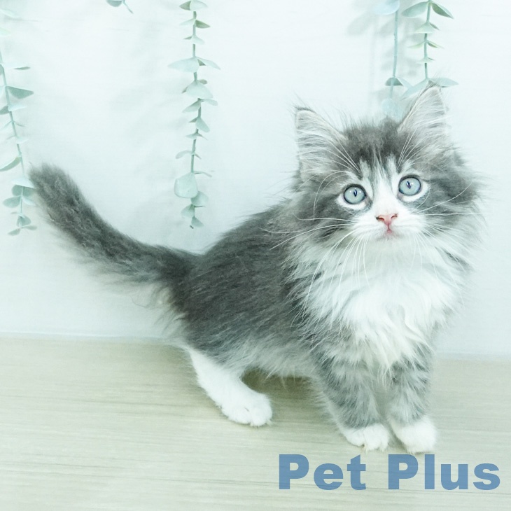 ノルウェージャンフォレストキャット